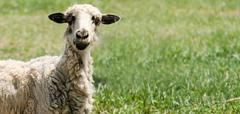 Schaf auf grüner Wiese