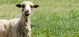 3 Fragen an KPMG-Partner Robert Betz