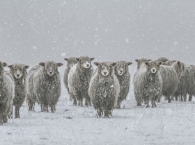 Schafe Winter Schnee Schafherde Herde