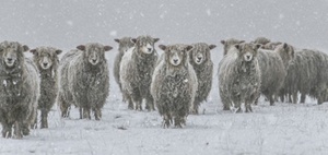 BGH-Urteile zum Winterdienst bei Schnee und Eis