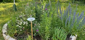 Schindler Green Teams Wildblumenwiese