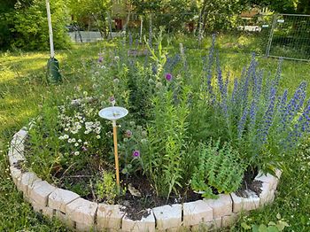 Schindler Green Teams Wildblumenwiese