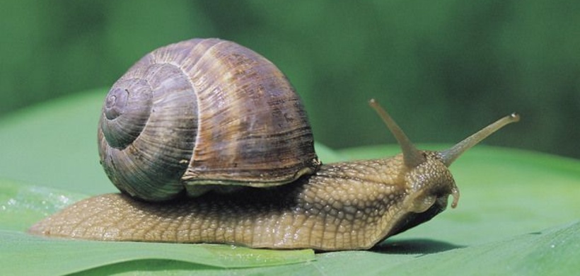 Schnecke