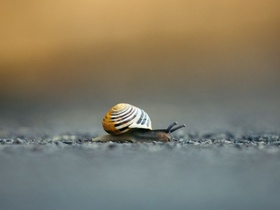 Schnecke faul langsam