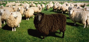 Führung: Trainings von Schafen für Schafe