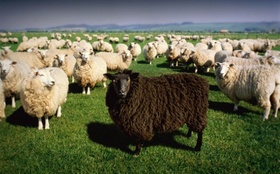Schafe Schafherde schwarz weiß Wiese