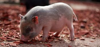 Schwein Ferkel Minipig