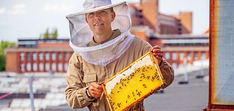 Siemens_Bienen