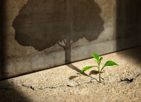 Baum Schatten junge Pflanze grün Nachhaltigkeit ESG