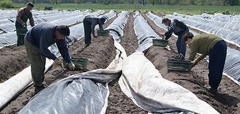 Spargelernte Erntehelfer