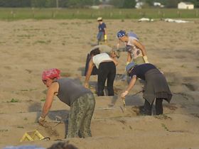 Spargelstecher auf dem Feld bei der Arbeit