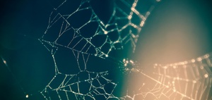 Antifragilität: Wie Störung stärken kann