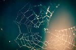 Spinnennetz Widerstandsfähigkeit Netzwerk Organisationales Lernen