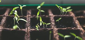 Sprossen Keim klein Mikro micro Microlearning Kresse