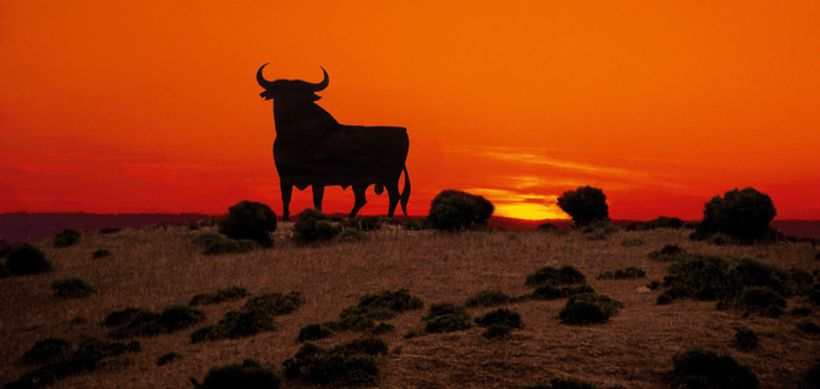 Stier vor Sonnenuntergang
