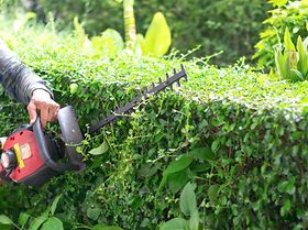 Strauch Hecke Mann Säge Motorsäge Heckenschneider Garten