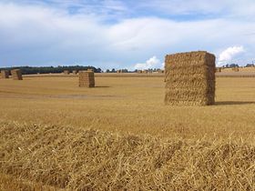Strohballen auf Feld bei Rühn