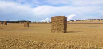 Strohballen auf Feld bei Rühn