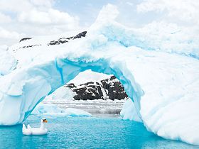 Swan inflatable Antarctica 