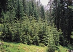 Tannen Wald