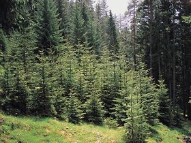 Tannen Wald