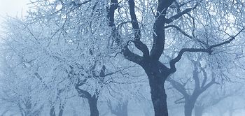 Verschneite Bäume im Nebel