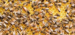 Ist das Halten von Hähnen und Bienen in Wohngebiet erlaubt? 