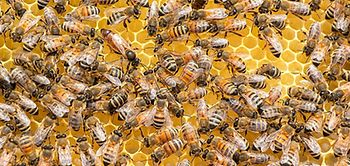 Viele Bienen auf Honigwabe