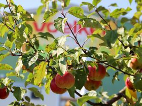 Voelkel Apfelbäume