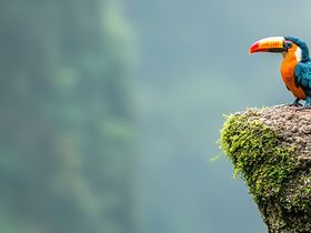 Vogel auf Klippe