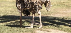 D21 Digital Index: Deutsche skeptisch bei Digitalisierung