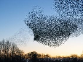 Vogelschwarm Dämmerung