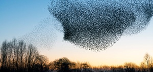 Führen von selbstgesteuerten Teams