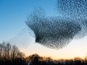 Vogelschwarm Team Murmuration Stare Formation