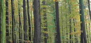 BFH Kommentierung: Vorliegen eines Forstbetriebs