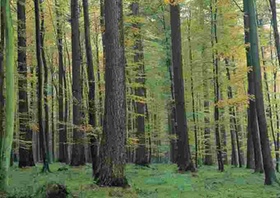 Wald (1)