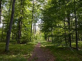 Wald