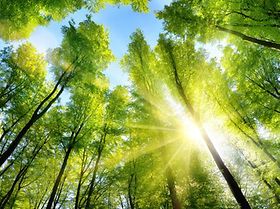 Wald Baumwipfel Sonne