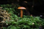 Waldboden und Pilz