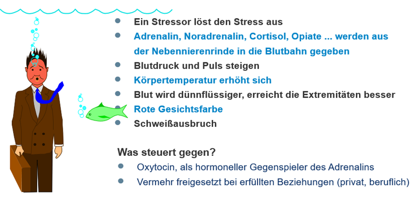 Was passiert bei Stress in unserem Körper?