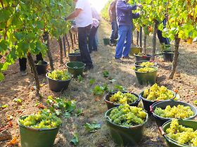 Weinernte Erntehelfer Trauben Weinberg