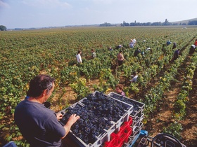 Weinlese auf Rebenfeld, rote Trauben in Kisten, Frankreich