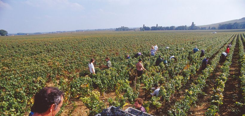 Weinlese auf Rebenfeld, rote Trauben in Kisten, Frankreich