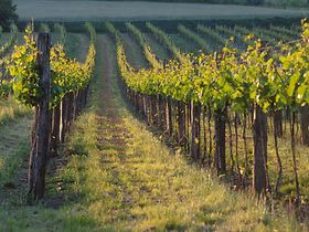 Weinstoecke auf Rebenfeld, Niederoesterreich