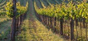 Verdacht der Steuerhinterziehung im Weinbau