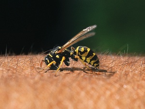 Arbeiten im Freien: Keine Angst vor Wespen und Co.