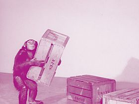 Wie kommt der Affe an die Bananen?