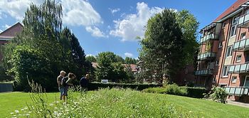 Wildblumenwiese Röhrigblock im Germerring