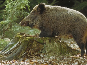 Schadensersatz: Verkehrssicherungspflicht gilt nicht grenzenlos