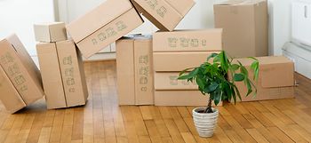 Wohnzimmer mit Kartons und Pflanze